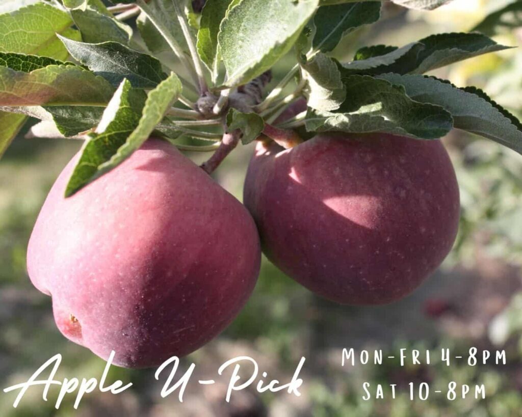 Two apples with text saying "Apple U-Pick"