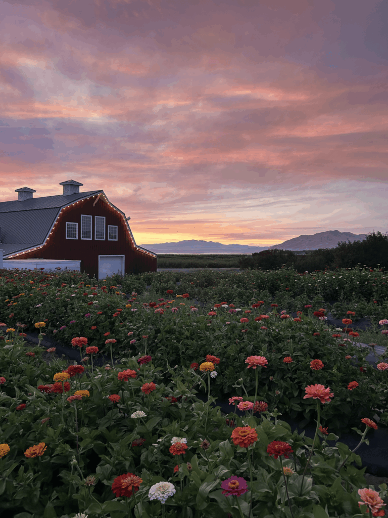 Wildflowers with red barn and sunset